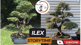 20 years old Ilex  The Bonsai Supply Logo Tree [upl. by Darnoc]