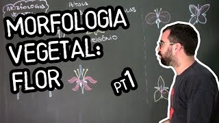 Organologia da Flor Morfologia  Aula 18 Botânica Prof Guilherme [upl. by Vanya]