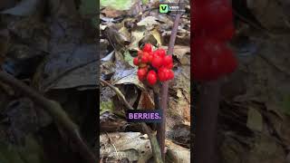 Jack in the Pulpit Berries plants flowers wildflowers nature botany biology nature [upl. by Pasahow]