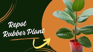 Repot Rubber Plant Like Pro  How To Repot Rubber Plant rubberplant [upl. by Plate]