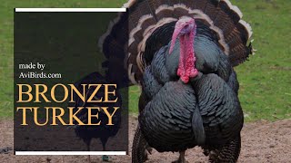 Bronze Turkey [upl. by Reube]