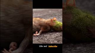 This rat unknowingly eats a strange thingshorts [upl. by Philcox]