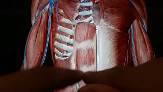 Clinical Anatomy  Anterior Abdominal Wall  Rectus Abdominis  Epigastric Arteries Anastomosis [upl. by Riancho]