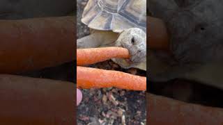 Torty the 4 year old Sulcata African Desert Tortoise eagerly chomps carrots for breakfast [upl. by Furtek]