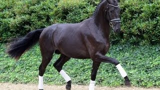 Totilas x Rubinstein x Donnerhall stallion [upl. by Murat63]