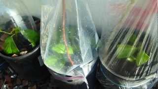 Nectarine Cuttings part 2 [upl. by Terrej320]