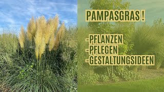 Pampasgras Pflanzen  Pflegen und Gestaltungsideen [upl. by Anavi]