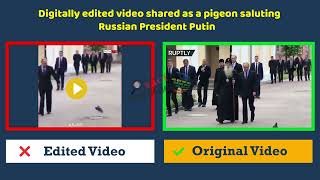 Digitally edited video shared as a pigeon saluting Russian President Putin [upl. by Mcgrody]