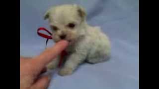 Micro teacup maltipoo puppy for sale [upl. by Drugi]