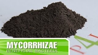 How to create strong roots in your plants with Mycorrhizae  Inoculants [upl. by Husein117]