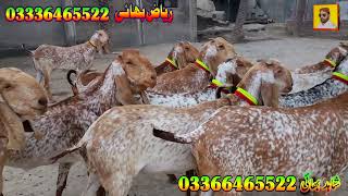 makhi cheeni praignt goat at bismillah goat farm goat farming in Pakistan mmakhi cheeni business [upl. by Teloiv]