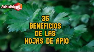 35 Beneficios de las Hojas de Apio [upl. by Martreb]