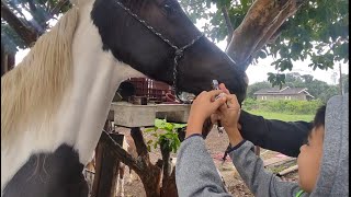 VERMIFUGANDO NOSSOS CAVALOS COMO VERMIFUGAR CAVALOS CRIANÇA ANDANDO DE CAVALO MANGA LARGA MARCHADOR [upl. by Trip]