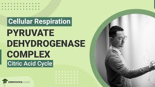 Pyruvate Dehydrogenase Complex and Citric Acid Cycle [upl. by Lazes967]