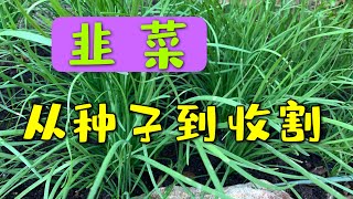 韭菜种植很容易  從種子到收割的詳細操作 How to grow chives from seeds 92 [upl. by Pahl]