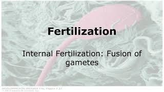 Fertilization Fusion of gametes during Internal Fertilization [upl. by Som]