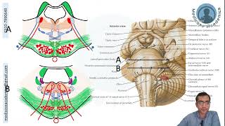 Pons Cross Sectional Anatomy [upl. by Noffihc596]