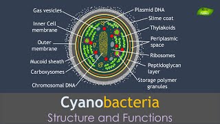 Cyanobacteria  Structure and Functions  Basic Science Series [upl. by Kopaz]