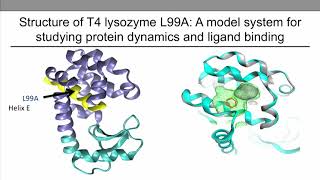 Structure of T4 Lysozyme L99A Mutant [upl. by Dawn]