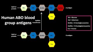 ABO blood group antigens in human [upl. by Aihsekan]