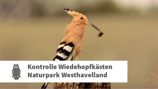 Dem Wiedehopf auf der Spur  mit den Rangern aus dem Naturpark Westhavelland [upl. by Doone20]