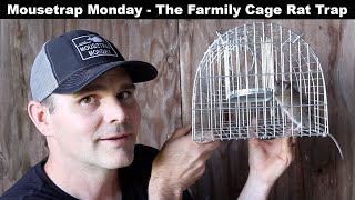 The Farmily Cage Rat Trap amp A Skunk Spraying An Opossum Mousetrap Monday [upl. by Astraea]