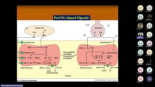 Ventilation and perfusion balance by Prof Ahmed Elgendy [upl. by Zina]