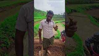 பூண்டு விவசாயம்  பூண்டு சாகுபடி  GARLIC CULTIVATION  மலை பூண்டு விவசாயம் சாகுபடி [upl. by Cantu897]