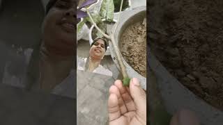 Harsingar plant cutting gardening plants garden agriculture balcony love archana shorts [upl. by Gabbey]