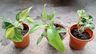 Best potting soil mix for pothos care and tips ll plants gardening pothosvarieties [upl. by Llesig]