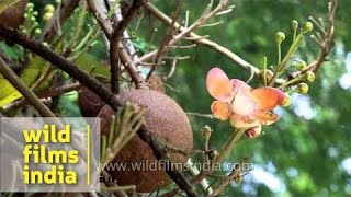 Rare blooms and fruit of the Cannonball tree [upl. by Peyton613]