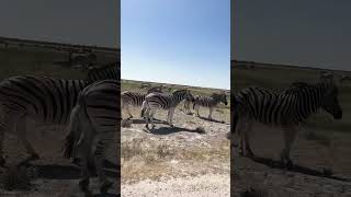 🇳🇦 Wild Zebras at Etosha National Park in Namibia [upl. by Vevina]