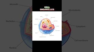 CELL ORGANELLES cellorganelles  WHAT IS CELL ORGANELLES shortsviraltrending [upl. by Gerger65]