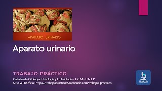 APARATO URINARIO  TRABAJO PRÁCTICO [upl. by Kern313]