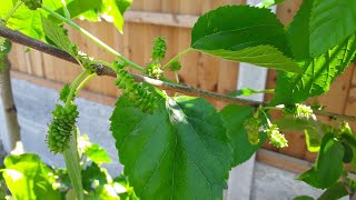 Mulberry illinois everbearing covered in flowers container grown UK [upl. by Anahsek104]