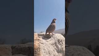 Chakor Partridge Voice  Chakor ki Awaz 🔥❤️india orakzai patna pathan pashto birds [upl. by Nats357]