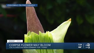 Rare corpse flower may bloom at CSU this weekend [upl. by Catherina]