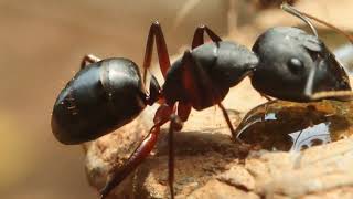 ant formicidae tiny creature [upl. by Arema]