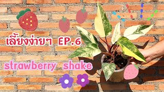 เลี้ยงง่ายๆEP6  Philodendron Strawberry Shake หรือ Red Emerald สายด่างหวานที่เลี้ยงง่ายมาก [upl. by Heyer198]