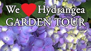 We Love Hydrangea Garden Tour [upl. by Halladba]