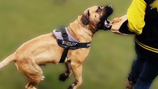 Boerboel Home Invasion Personal Protection Training [upl. by Boffa]