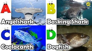 ABC phonics animals  ABC Sea Animals song  English and Animals for Kids  Alphabets Kids Song [upl. by Cryan965]