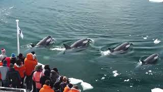 killer whales hunting seals on iceberg [upl. by Salokkin275]