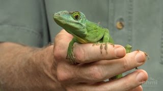 The Phylogenetic Tree of Anole Lizards — HHMI BioInteractive Video [upl. by Primalia]