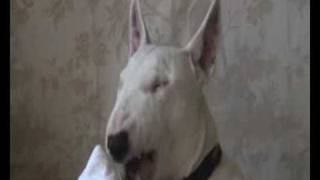 English Bull Terrier says SHITE [upl. by Jobina]