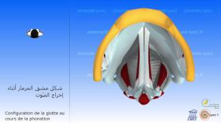 Le larynx Vibration des cordes vocales الحنجرة اهتزاز الحبال الصوتية [upl. by Hadley]