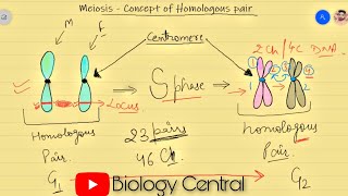 Meiosis  Chromosome movement  Awesome cell biology in Hindi for NEET and board [upl. by Suiremed]