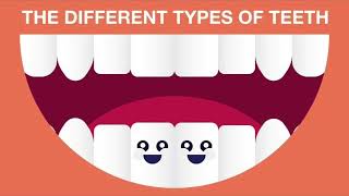 Types of Human Teeth  Human teeth teeth teethtypes [upl. by Lua317]