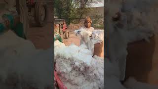 Cotton ginning at chadru [upl. by Sandberg]