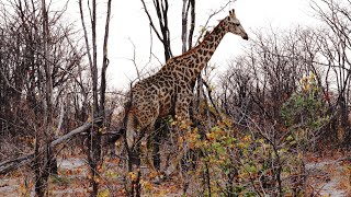 Many giraffes Giraffa camelopardalis encounters Okavango Delta Botswana [upl. by Nager]